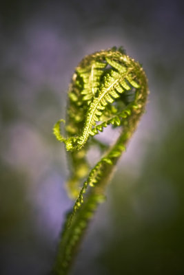 New fern