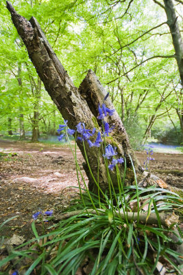 Bluebell stump