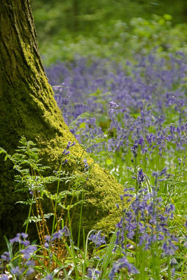 At the foot of the tree 2