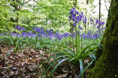 Bluebells 2008
