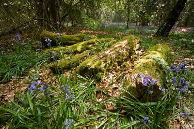 5 May... Bluebells