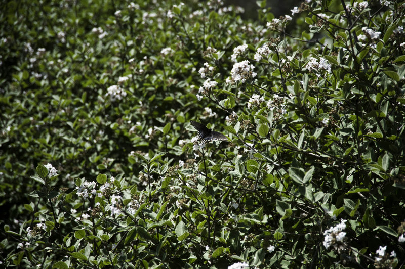 A day at the Arboretum