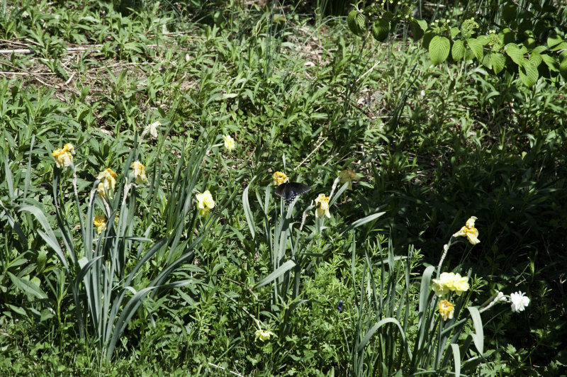 A day at the Arboretum