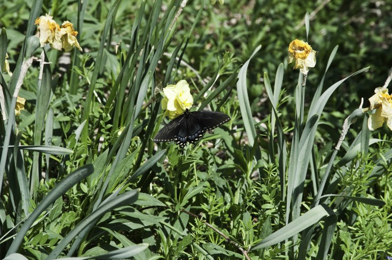 A day at the Arboretum