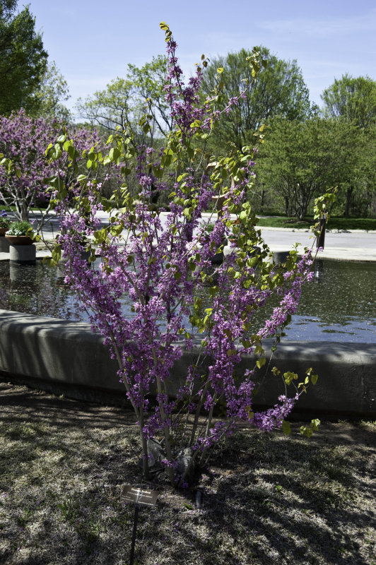 A day at the Arboretum