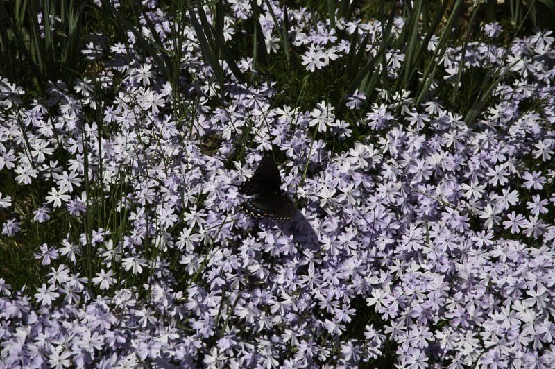 A day at the Arboretum