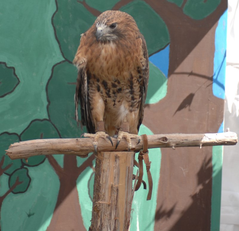 Hawk