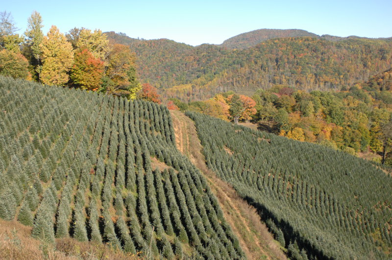 Christmas Tree Farm on Whitakers Branch Ridge