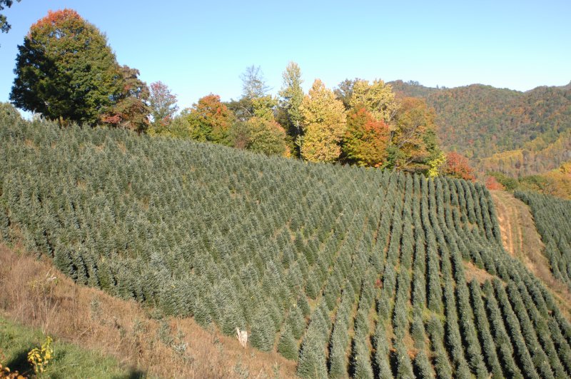 Christmas Tree Farm