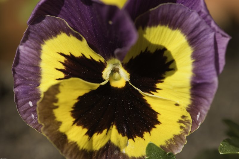 Hybrid pansy