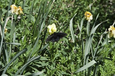 A day at the Arboretum