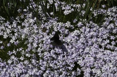 A day at the Arboretum
