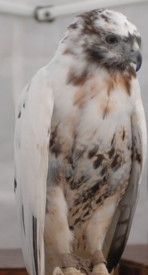 Hawk ??