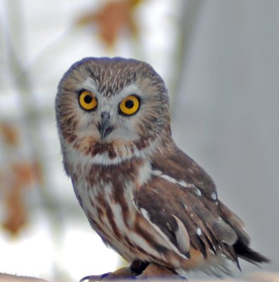 Owl