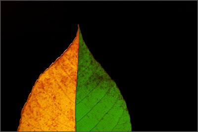DSC_9290.92sm.jpg