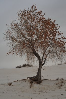 DSC_2634.jpg