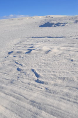 DSC_2733.jpg