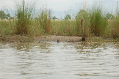 crocodile