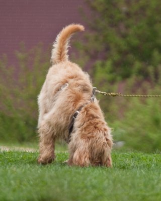 Barry the
Otterhound