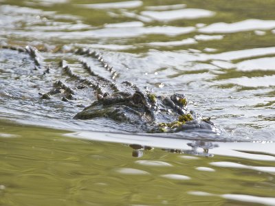 Alligator