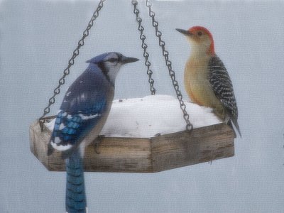 Bluejay and Red-bellied Woodpecker