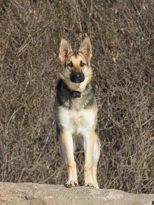 Sadie
German Shepherd Dog