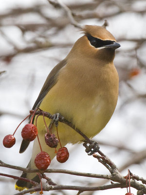 Cedar Waxwing