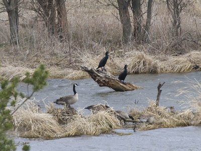 Canada Geese and Double-crested Cormorant