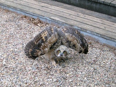 Baby Great Horned Owl