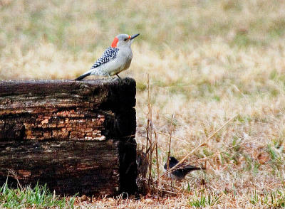 Red-bellied Woodpecker and Dark-eyed Junco