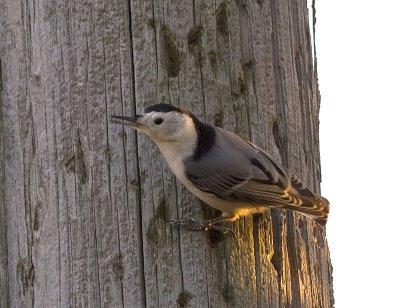 White-breasted Nuthatch