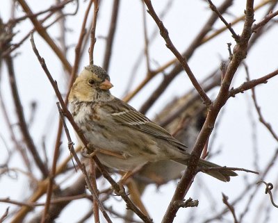 Harris's Sparrow