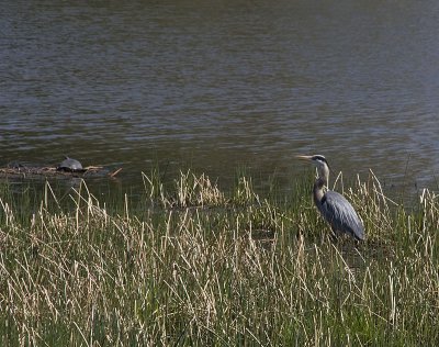 Great Blue Heron and Turtle