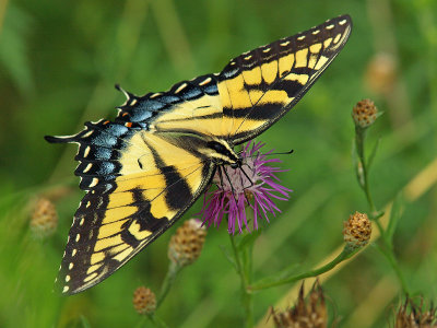 wEastern Tiger Swallowtail P7313781.jpg