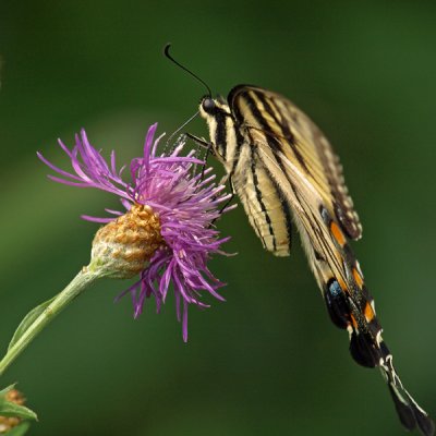 wEastern Tiger Swallowtail P7313794.jpg