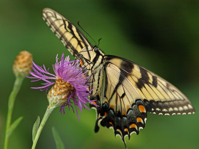 wEastern Tiger Swallowtail P7313799.jpg