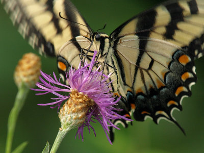 wEastern Tiger Swallowtail P7313800.jpg