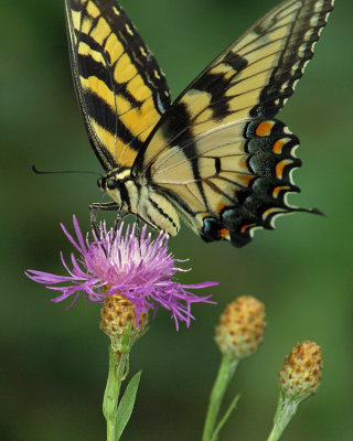 wEastern Tiger Swallowtail P7313801.jpg