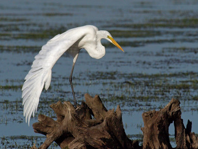 wWhite Egret1 P8214495.jpg