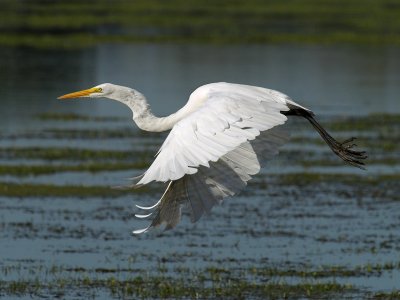 wWhite Egret6 P8214518.jpg