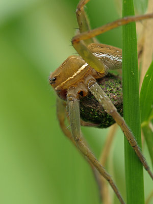 Fishing Spider with Egg Sack1 P8274697.jpg
