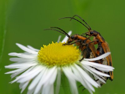 wMargined Leatherwing1 P5299219.jpg