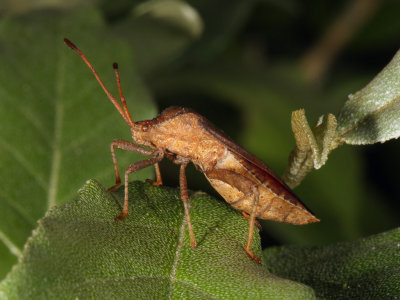 Brown Bug Flash IMG_7234.jpg