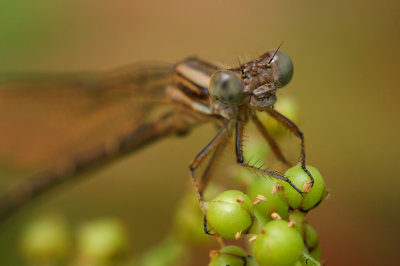 Damselfly 3 IMG_9067 wk1.jpg