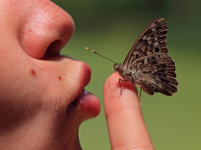 Butterfly Kisses1 IMG_9286 wk1.jpg