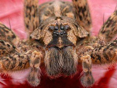 wWolf Spider1 SG.jpg