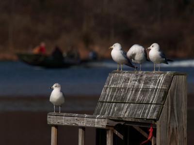 wSeagulls and Boat.jpg