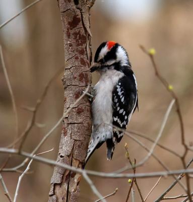 wDowny Woodpecker1.jpg
