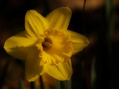 Yellow Spring1.jpg