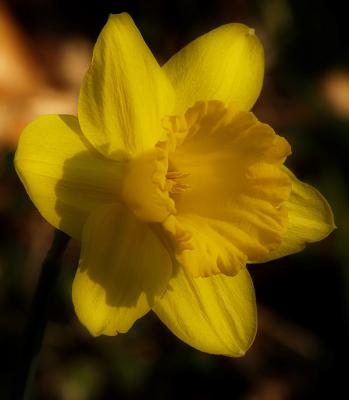 Yellow Spring4.jpg